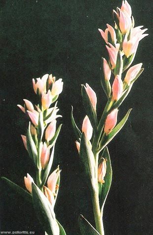 Cephalanthera cuculata