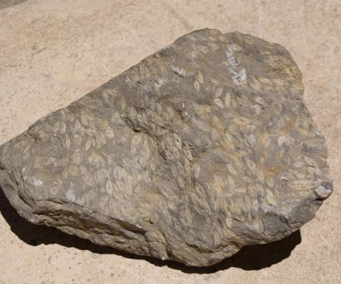 Απολιθώματα Noumoulites